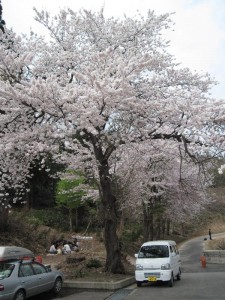 【魚沼市】　道の駅 いりひろせ　桜