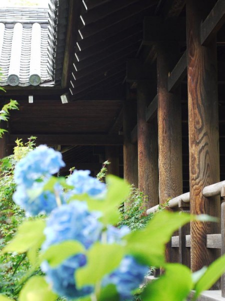 東福寺の通天橋と紫陽花　（G1 NFD50mm）