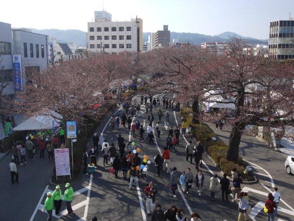 「歩道橋から眺める日立平和通りの桜開花状況」