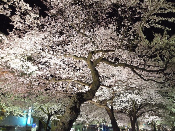 「日立平和通りのライトアップされた桜」