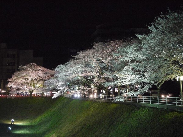 「水戸旧県庁前　夜桜」