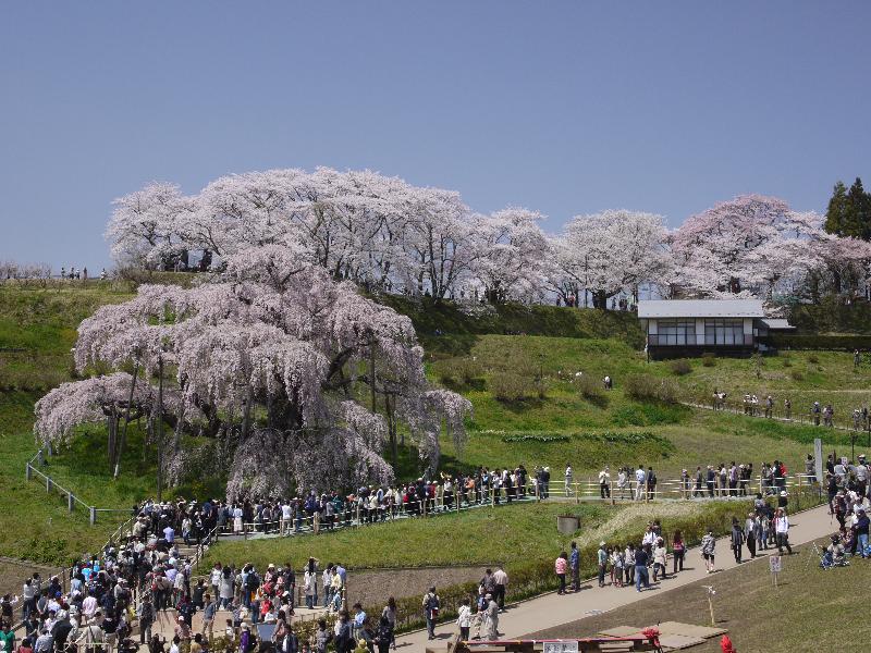 「三春滝桜」