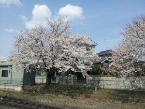 下館駅の桜